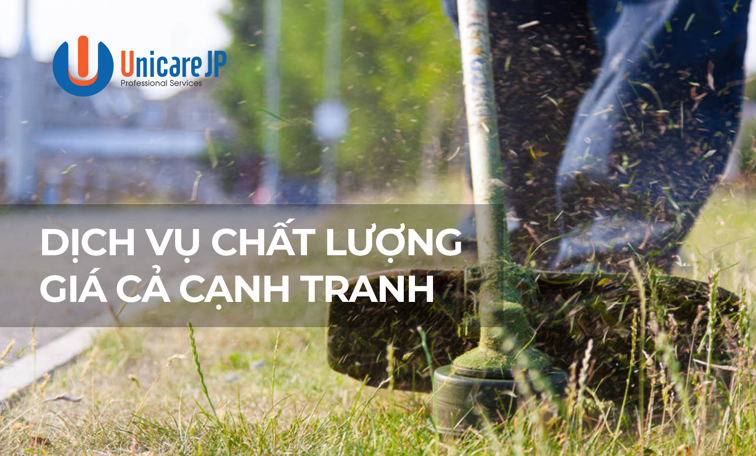 dich vu cat co