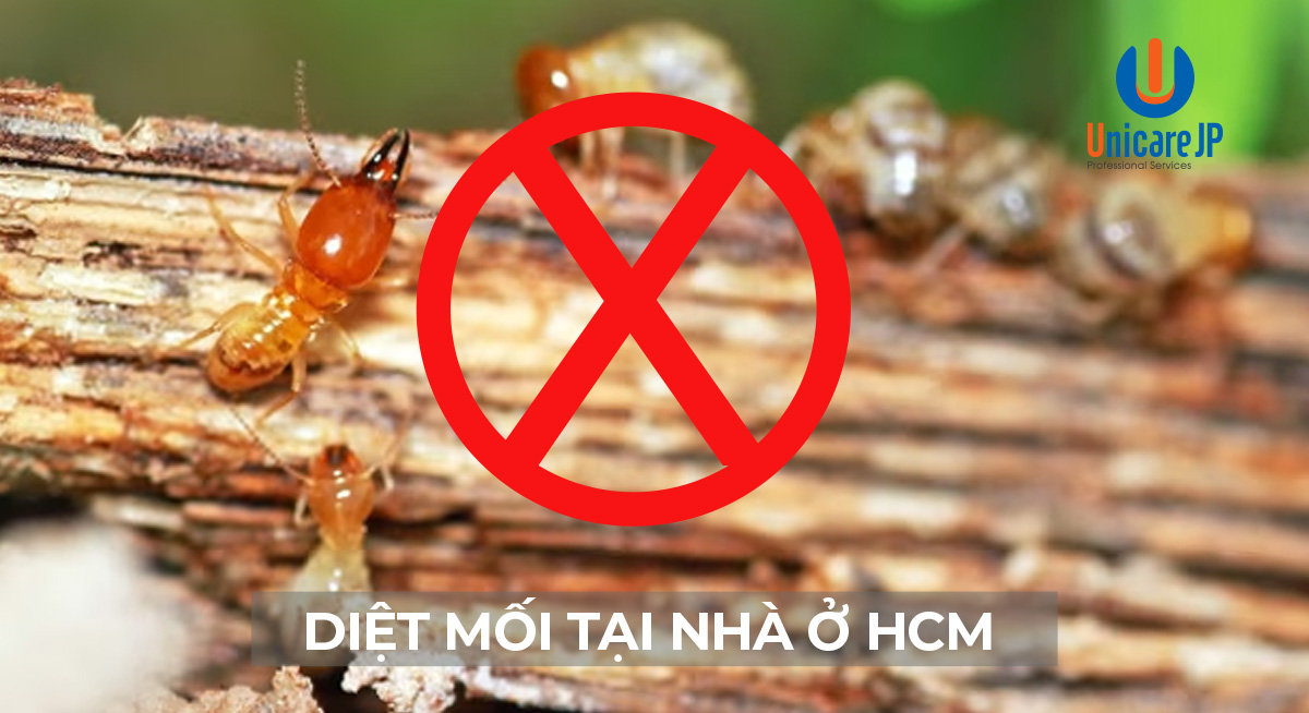 Diệt mối tại nhà ở HCM