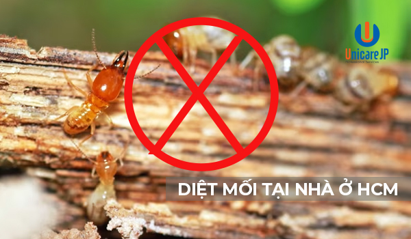 Diệt mối tại nhà ở HCM